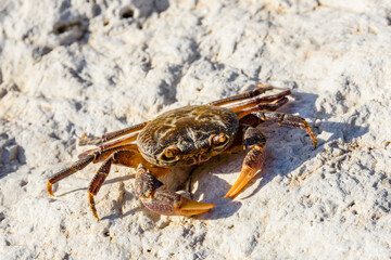 Freshwater river crab (Potamon ibericum) on the stone