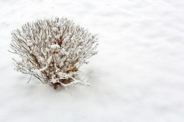 Willow bush branches under snow, after heavy snowfall and frost. Place for your text.