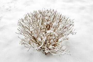 Willow bush branches under snow, after heavy snowfall and frost.