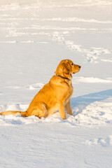 Lovely golden retriever playful in the snow at evening in the park.