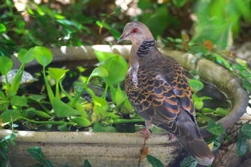 水鉢にキジバト
