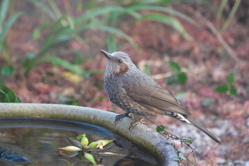 水鉢にヒヨドリ