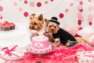 yorkshire terrier puppy