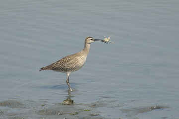 チュウシャクシギ