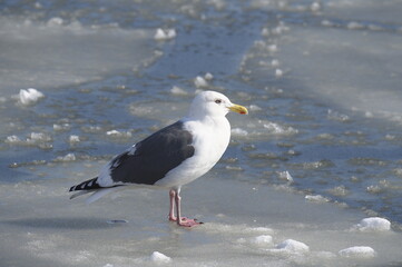 冬のオオセグロカモメ