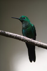 ミドリボウシテリハチドリ