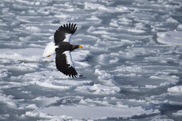 流氷を舞うオオワシ © Tocchy S