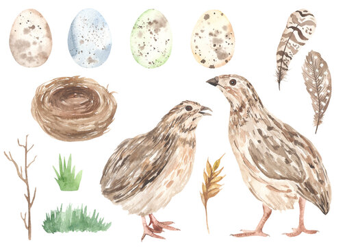 Watercolor easter set with quails, quail eggs, nest, branch, grass, quail feathers
