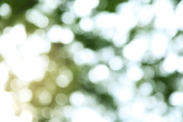 Obraz premium Blur background from tree and sky