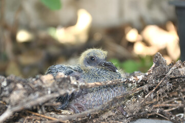 baby rock dove in dirty nest