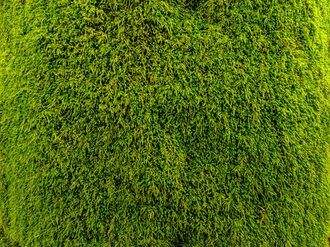 2 362 Best Moss Texture Images Stock Photos Vectors Adobe Stock