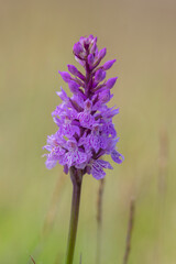 Dactylorhiza fuchsii common spotted orchid flowers in bloom, beautiful purple white wild flowering plants on highlands meadow