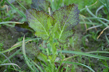the small ripe green mustered plant in the farm.