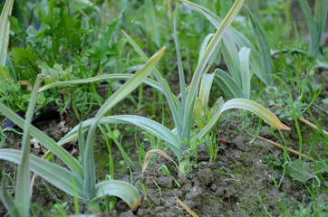 Obraz premium the ripe green garlic plant seedlings in the farm.