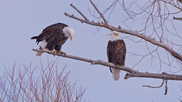 Bald Eagle pair in a tree as one turns around on a branch in a tree.