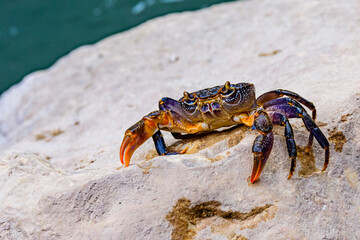 Fototapeta na wymiar Freshwater river crab (Potamon ibericum) on the stone