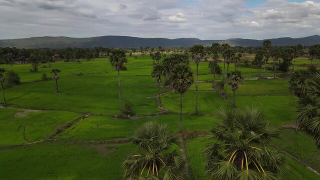 Aerial drone footage over beautiful green rice fieds in Cambodia and palm trees. Camera is moving backward