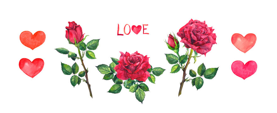 Set for Valentines day - hearts, red roses, bud. Watercolor for Valentine day, wedding design or save date card