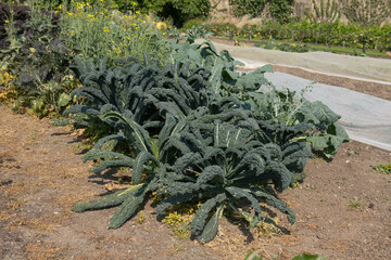 Crop of Home Grown Organic Lacinato Kale 'Cavolo Nero' (Brassica oleracea 'Acephala') Growing on an Allotment in a Vegetable Garden in Rural West Sussex, England, UK