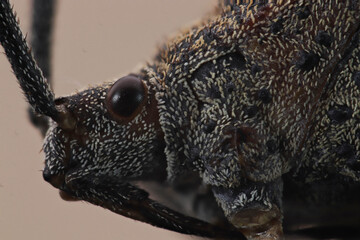 close up of a bug
