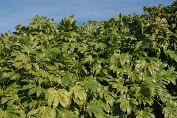 Autumn White Flowers and Leaves of a Japanese Aralia or Castor Oil Plant (Fatsia japonica) with a...