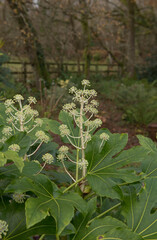 Autumn White Flowers and Leaves of a Japanese Aralia or Castor Oil Plant (Fatsia japonica) Growing in a Woodland Garden in Rural Devon, England, UK