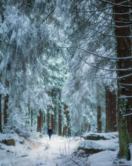 In the winter forest, the trees are covered with snow.