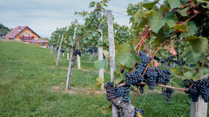 A large bunch of ripe white grapes hangs on the vine in the garden of a rural house