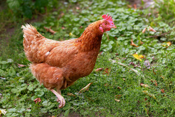 Chicken close-up in the countryside. The growing of chickens. The production of eggs