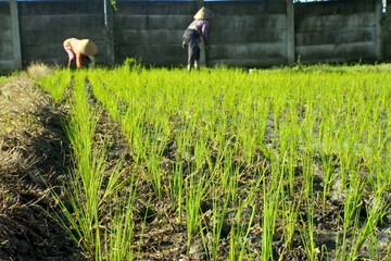 Asian Farmer Planting Paddy In Rice Field