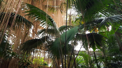 Obraz premium Botanical garden palm canopy 