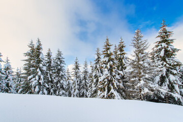 Fototapeta na wymiar After a heavy snowfall, a landscape of spruce trees and the sky that becomes clear