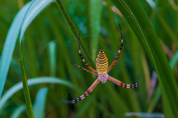 Hypnotizing Beauty of the Wasp spider (a species of orb-web spider) hanging on her rare 3D web