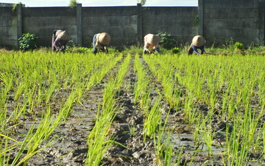 Asian Farmer Planting Paddy In Rice Field