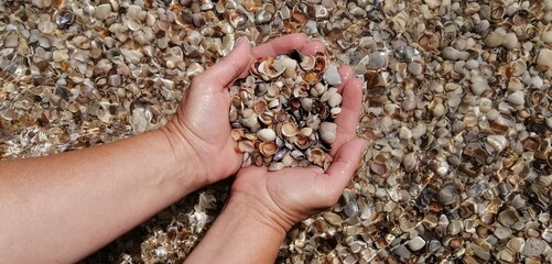 Women's hands hold shells. Seawater with seashells. Ocean or sea. High quality photo