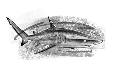 shark vector illustration 