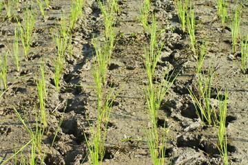Closeup Of Footprints In Paddy Field After Planting Paddy