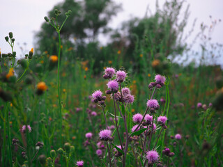 Close-up burr in the meadow among other flowers. Thorny weed.