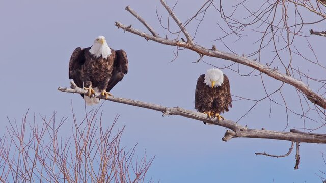 Bald Eagle taking flight from branch other is perched on flying away in slow motion.