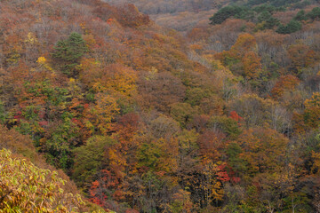 A colorful mountain filled with autumn leaves dyed red