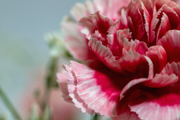 背景素材　紅白の綺麗なカーネーション