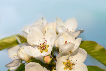 White apple flowers wet from raindrops. beautiful spring background