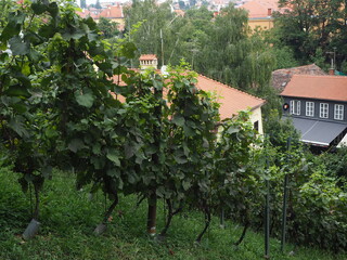 Fototapeta na wymiar A vineyard on a hillside. Green vines
