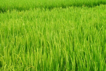 Closeup Of Young Paddy In Paddy Field