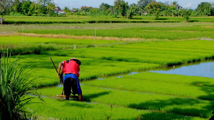 Asian Farmer Work In Rice Field