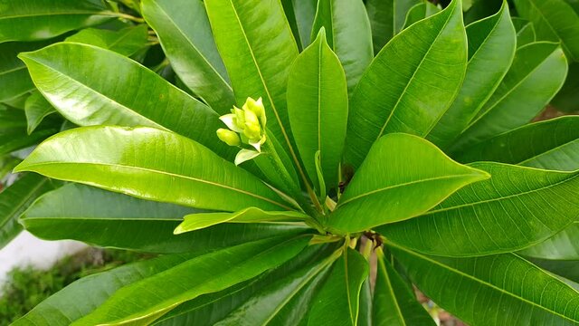 Cerbera odollam plants in tropical nature borneo