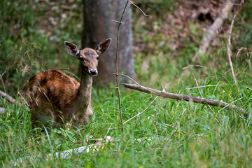 young female deer standing in the undergrowth