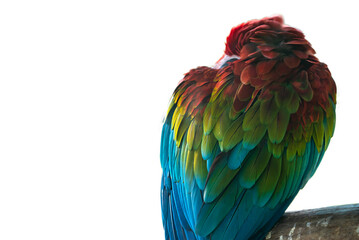 Fototapeta premium Arra parrot on a tree isolated on white background.