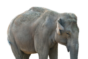 Naklejka premium elephant isolated on white background.