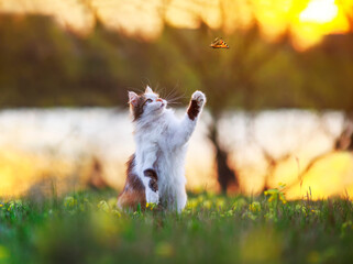 beautiful fluffy cat catches a butterfly with its paw in a sunny summer meadow